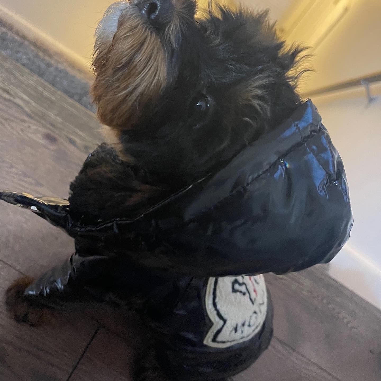 Petcler Coat