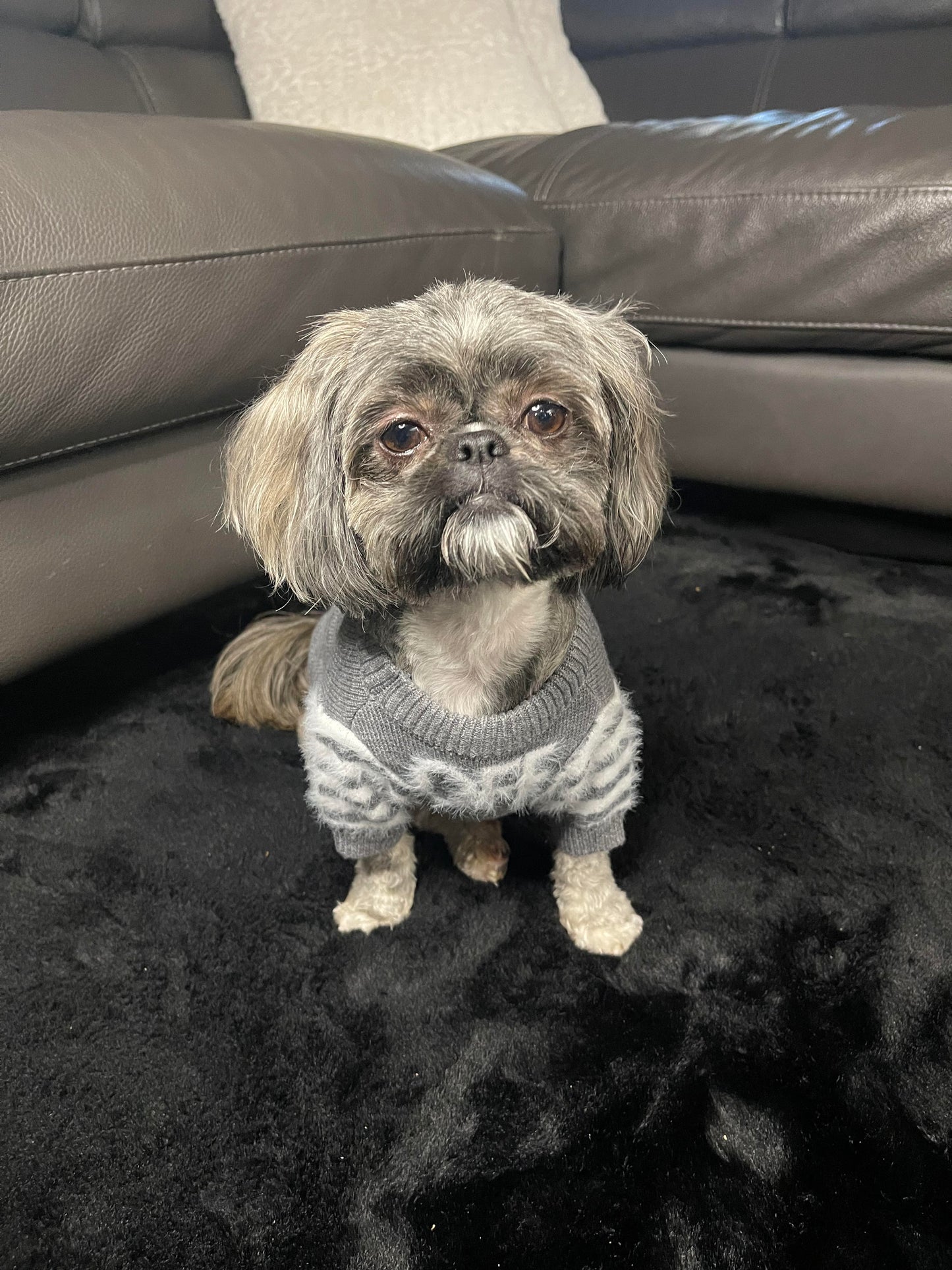 Woof Dog Sweater