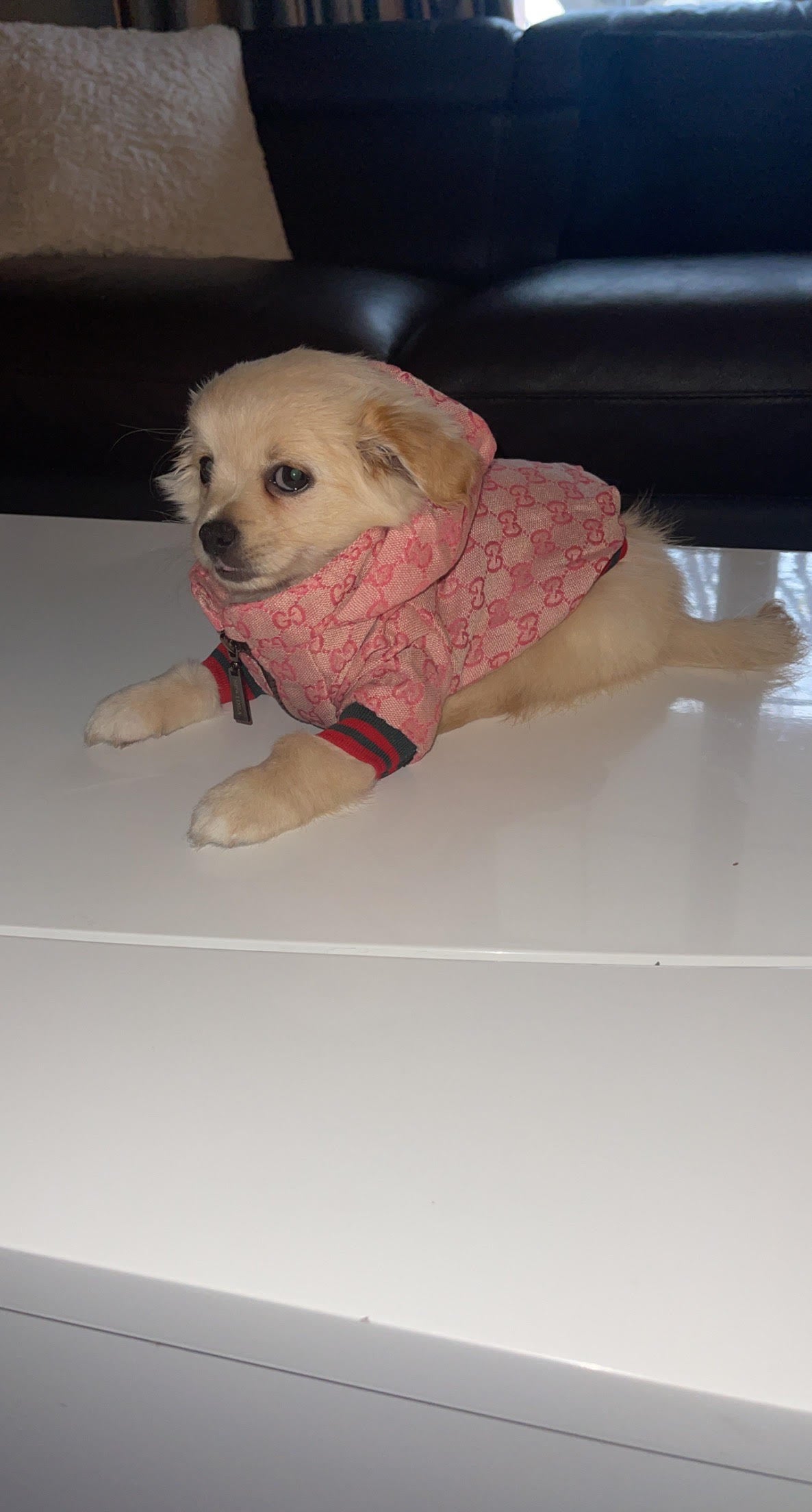 Pucci Hoodie