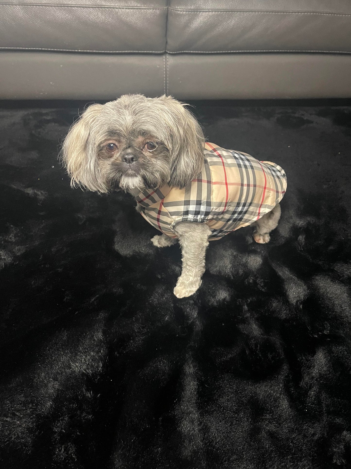 Pawberry Vest